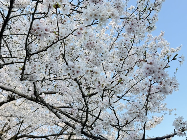 桜